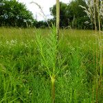 Thalictrum lucidum Ліст