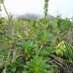Lobelia guadeloupensis Alkat (teljes növény)