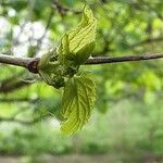 Morus rubra Leaf