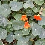 Tropaeolum majus Pokrój