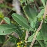 Solidago nemoralis Leaf