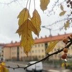 Malus toringo Blatt