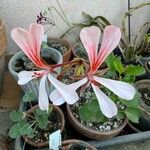 Pelargonium acetosum Flower