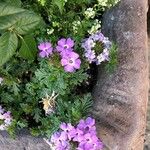 Glandularia tenera Flower