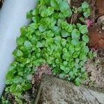 Peperomia pellucidaΦύλλο