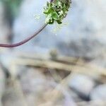 Sanguisorba verrucosa