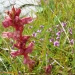 Orobanche alba Fula