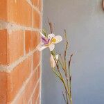 Dietes grandifloraКветка