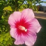 Hibiscus syriacusBlomst