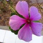 Catharanthus roseus Kvet