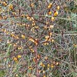 Hippophae rhamnoides Habit