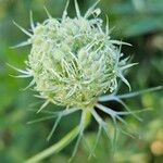 Daucus carota Vaisius