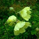 Alcea rosea ശീലം