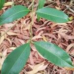 Syzygium guineense Fuelha