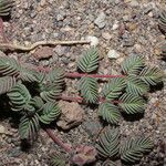 Hoffmannseggia minor Leaf