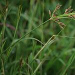 Fimbristylis dichotoma Flower