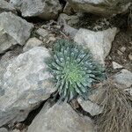 Saxifraga longifolia Habitat