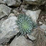 Saxifraga longifolia عادت