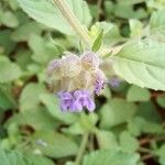 Marsypianthes chamaedrys Blomst