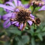 Aster amellus Meyve