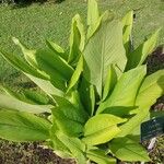 Curcuma longa Feuille