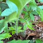 Hydrophyllum virginianum Corteza