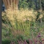 Deschampsia cespitosaЛисток