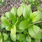 Valeriana locusta Hoja