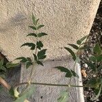 Peucedanum cervaria Leaf