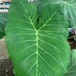 Xanthosoma taioba Hoja