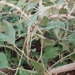 Salvia discolor Bark