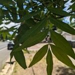 Carya illinoinensis 葉