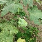 Solanum mammosum Fruit