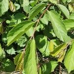 Grewia trichocarpa Hoja