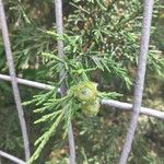 Cupressus lusitanica Плод