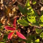 Spiraea cantoniensis Blatt