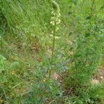 Reseda lutea Habit