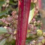 Atriplex hortensis Bark