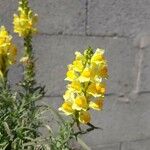 Linaria vulgarisFlor