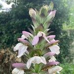 Acanthus spinosus പുഷ്പം