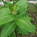 Asclepias purpurascens Leaf