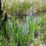 Acorus calamus Ліст