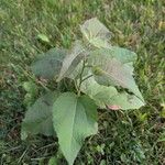 Populus tremuloides Leaf