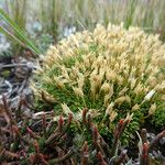 Arenaria nitida Flor