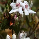 Rhododendron yunnanense Blodyn