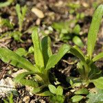 Vaccaria hispanica 形態
