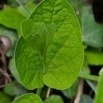 Aristolochia rotunda Folla