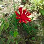 Emilia coccinea Flower