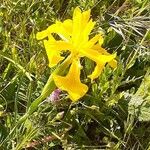Iris juncea Kwiat