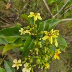 Mussaenda arcuata Flower